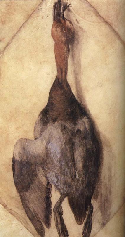 Albrecht Durer A Duck oil painting image